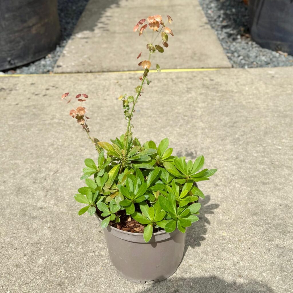 Euphorbia robbiae. - Image 3