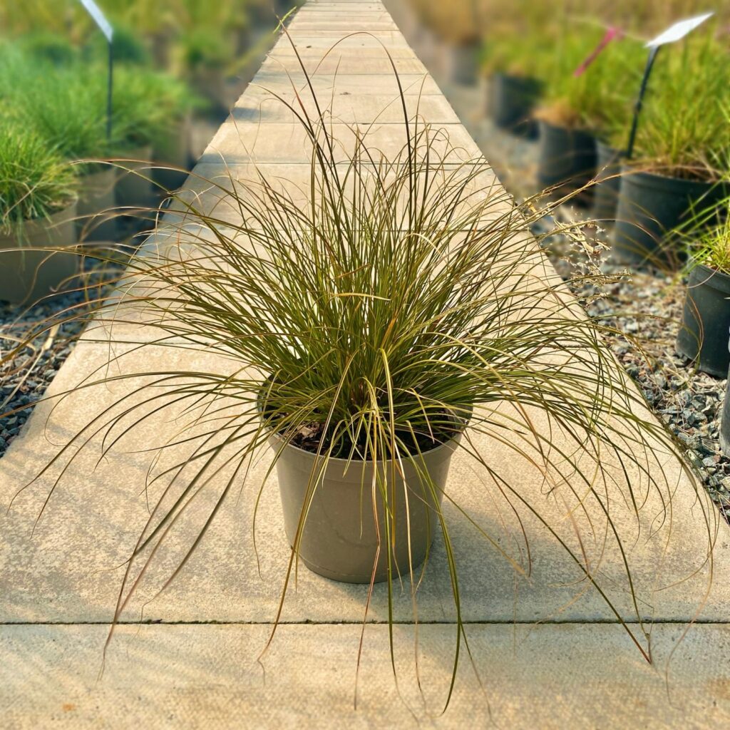 Carex testacea
