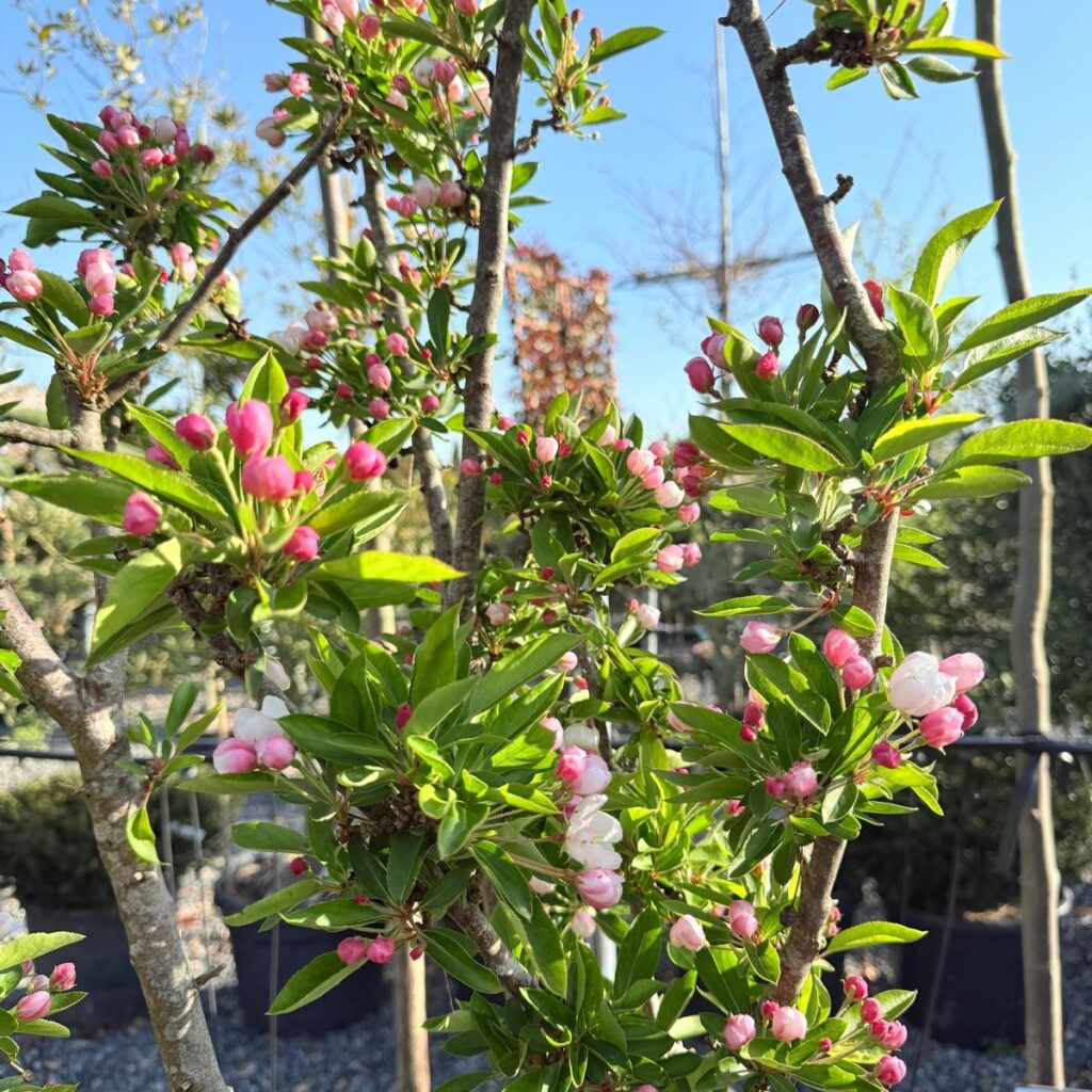 Malus 'Adirondack' - Multi Stems - Image 3