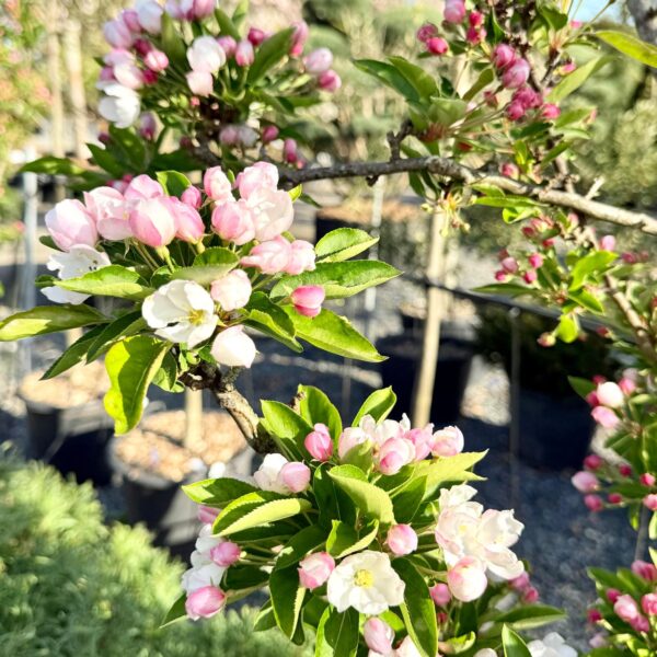 Malus 'Adirondack' - Multi Stems (HG1)