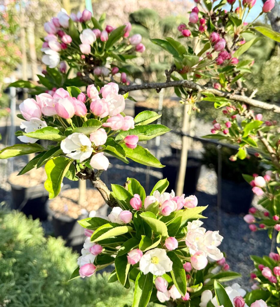 Malus 'Adirondack' - Multi Stems