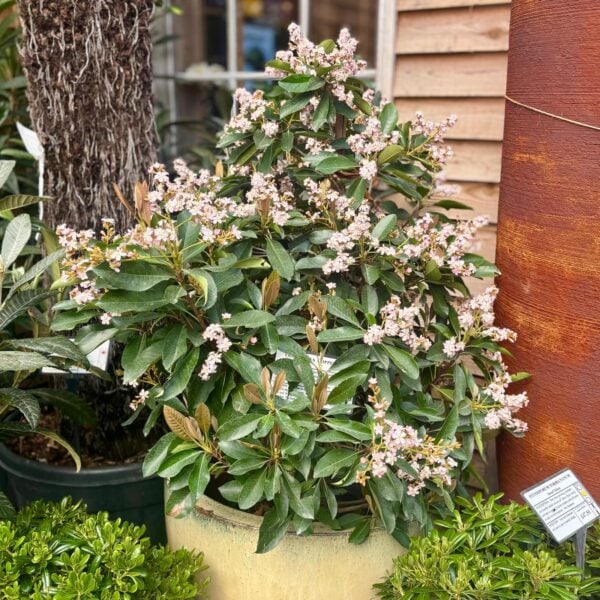 Eriobotrya deflexa 'Coppertone' - Bush (V1,HGUK)