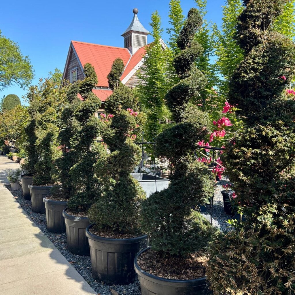 Taxus baccata - Topiary - Image 22