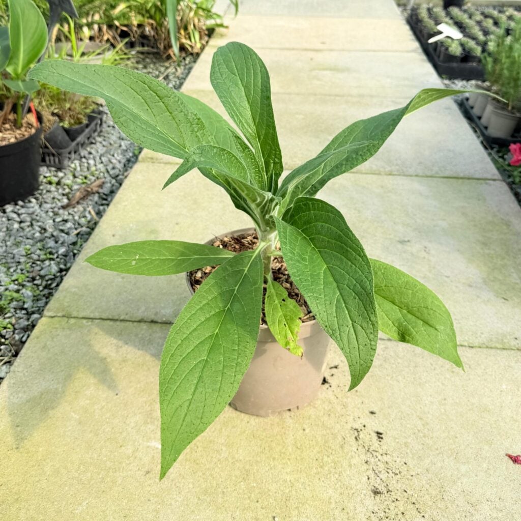 Echium pininana Blue