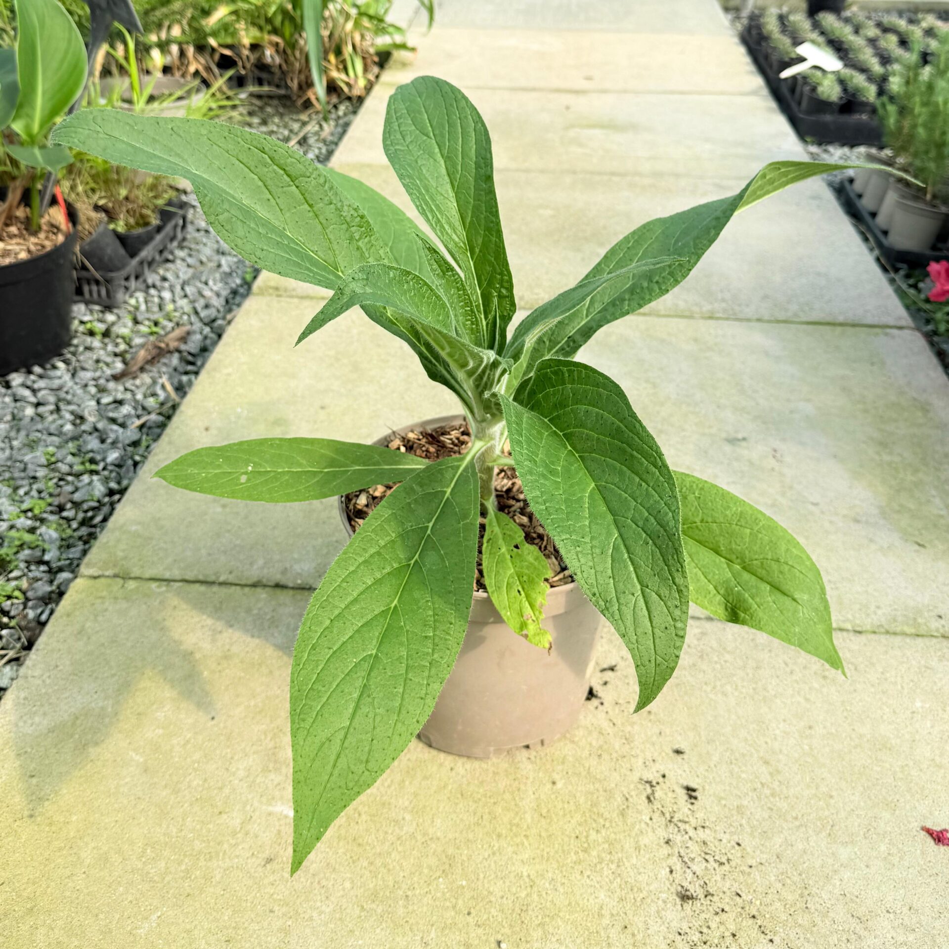 Echium pininana Blue