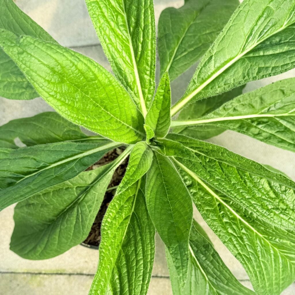 Echium pininana Blue - Image 2