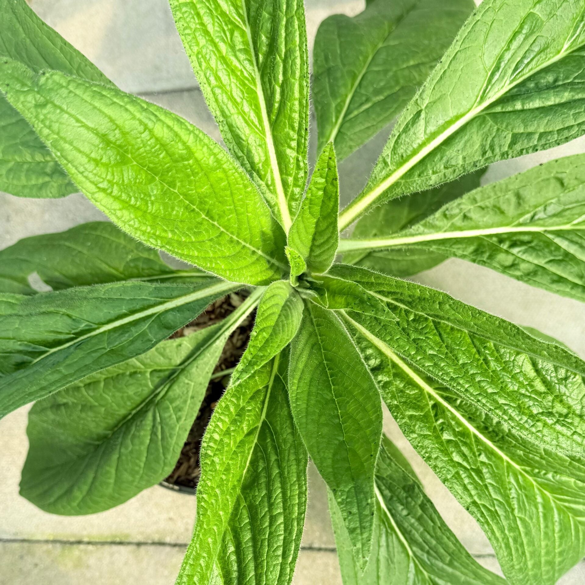 Echium pininana Blue - Image 2