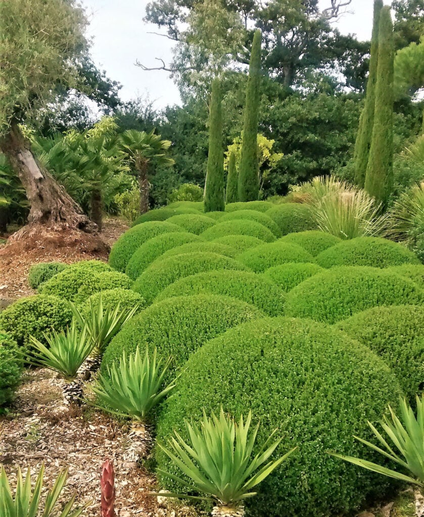 Baccharis patagonica - Image 2