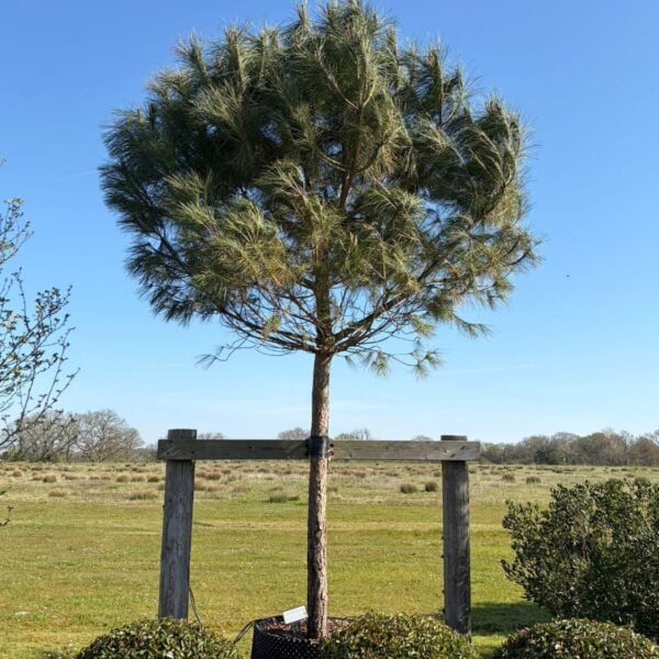 Pinus pinea - Standards (HGUK, P2, ME1)