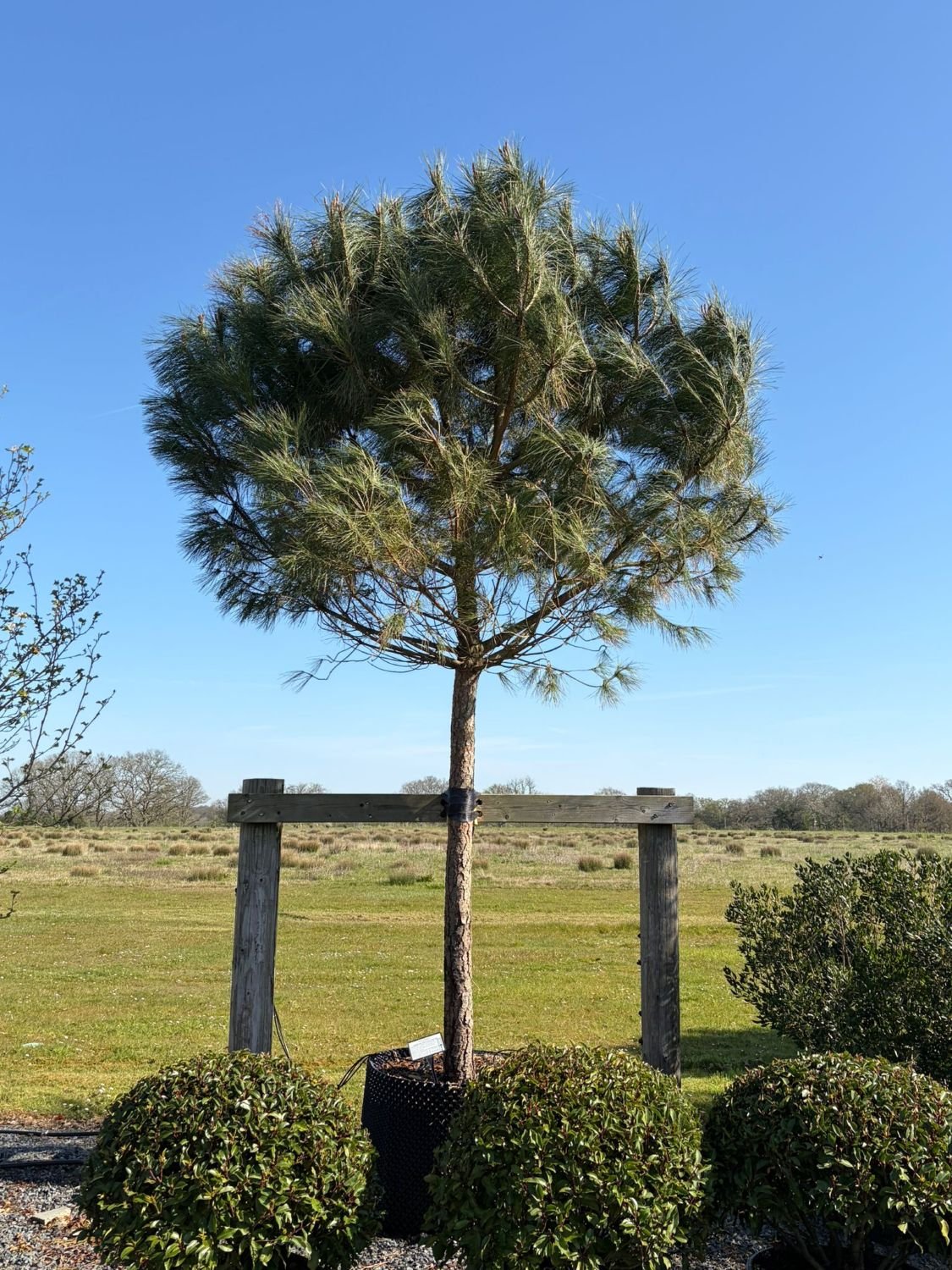 Pinus pinea - Standards