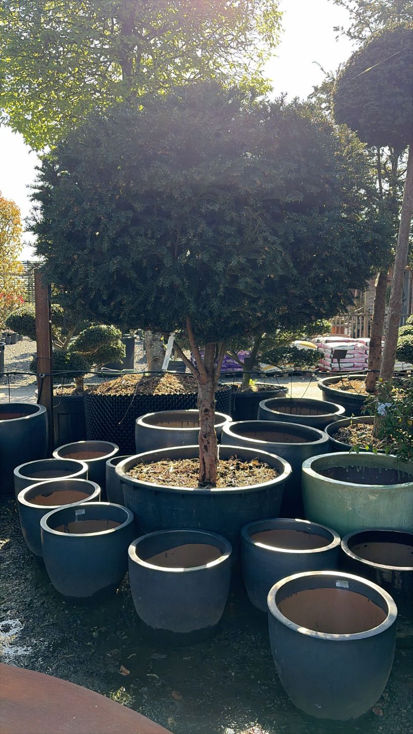 Taxus baccata - Standards - Image 8