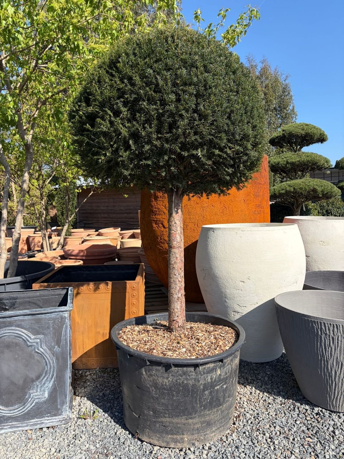 Taxus baccata - Standards - Image 7