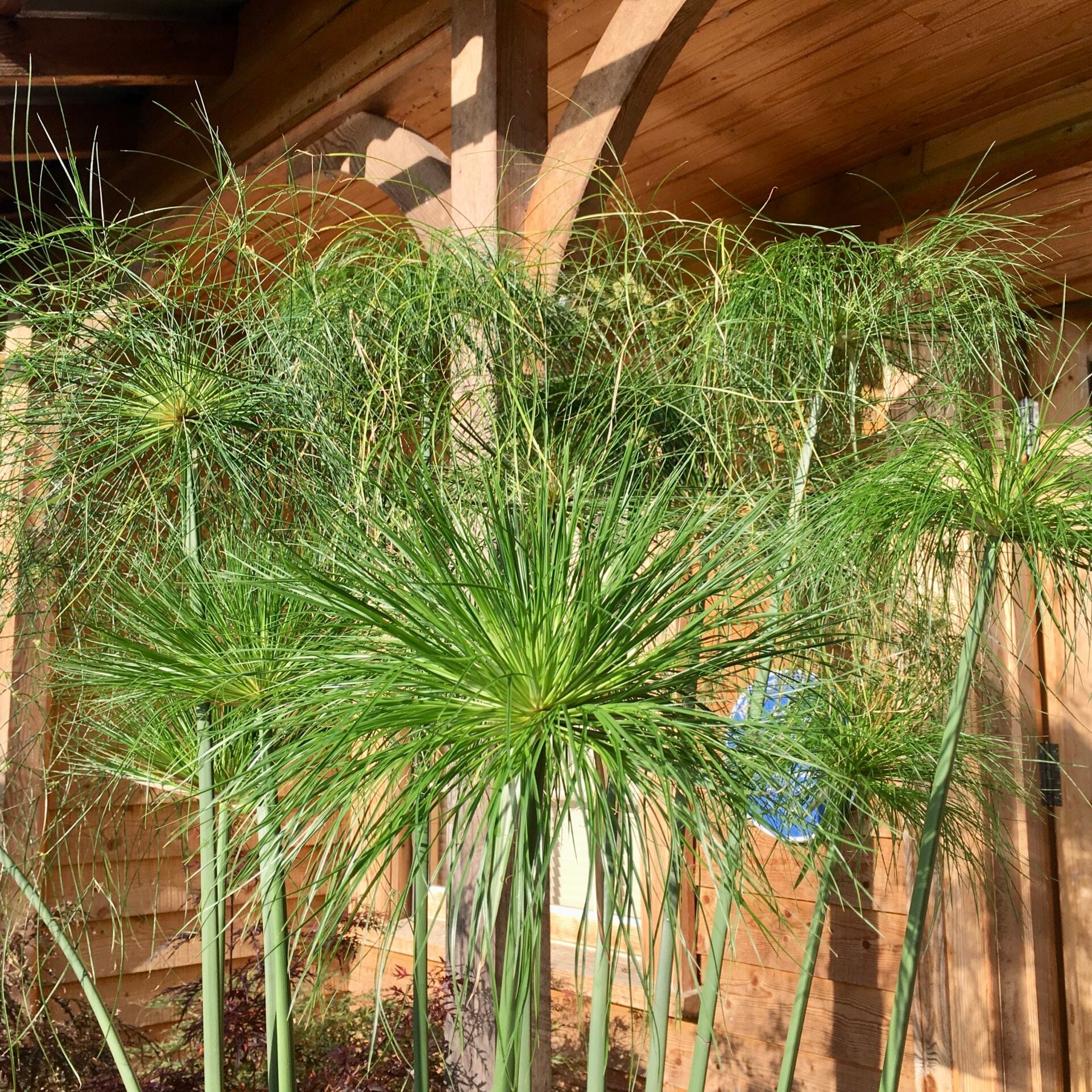 Cyperus papyrus - Image 5