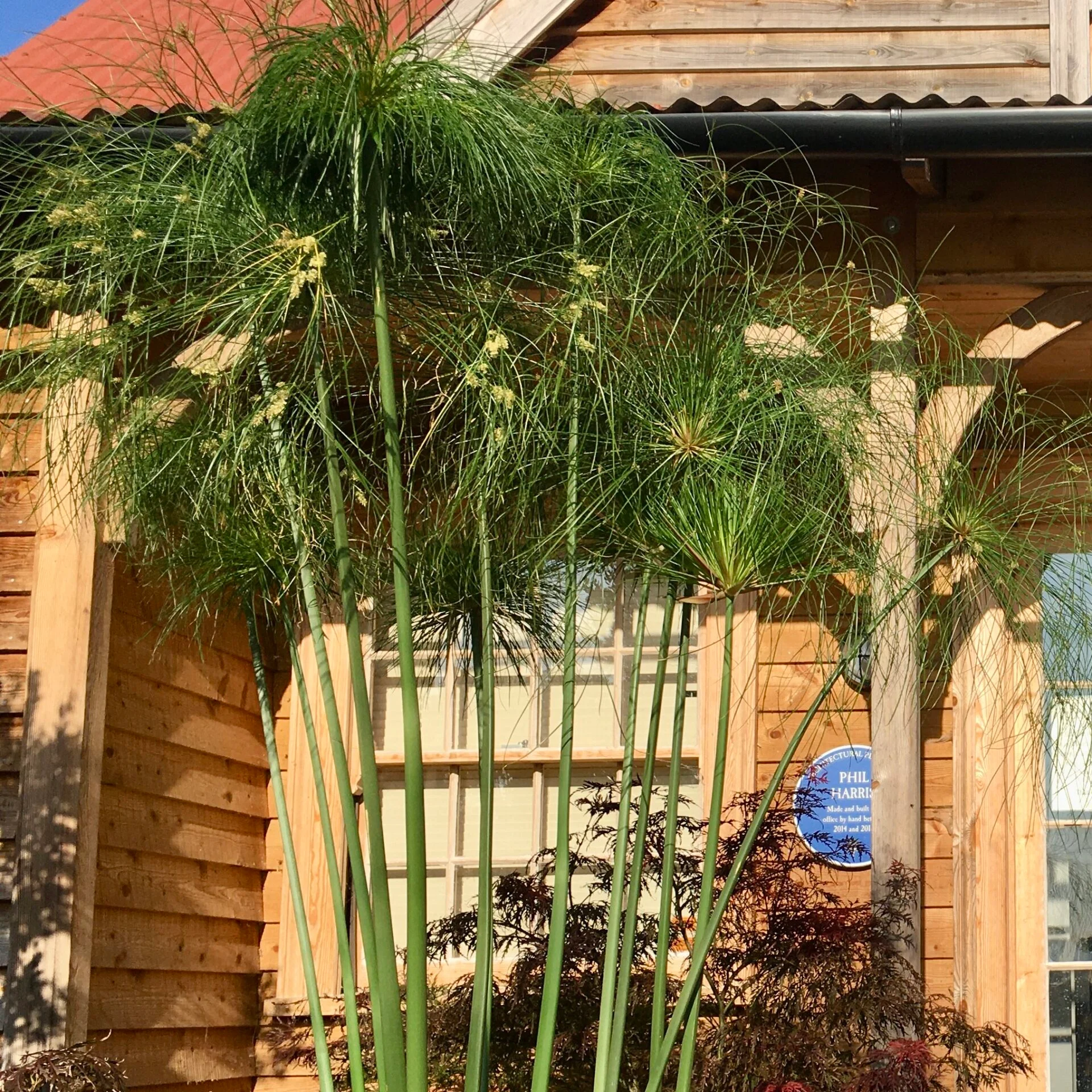 Cyperus papyrus - Image 7