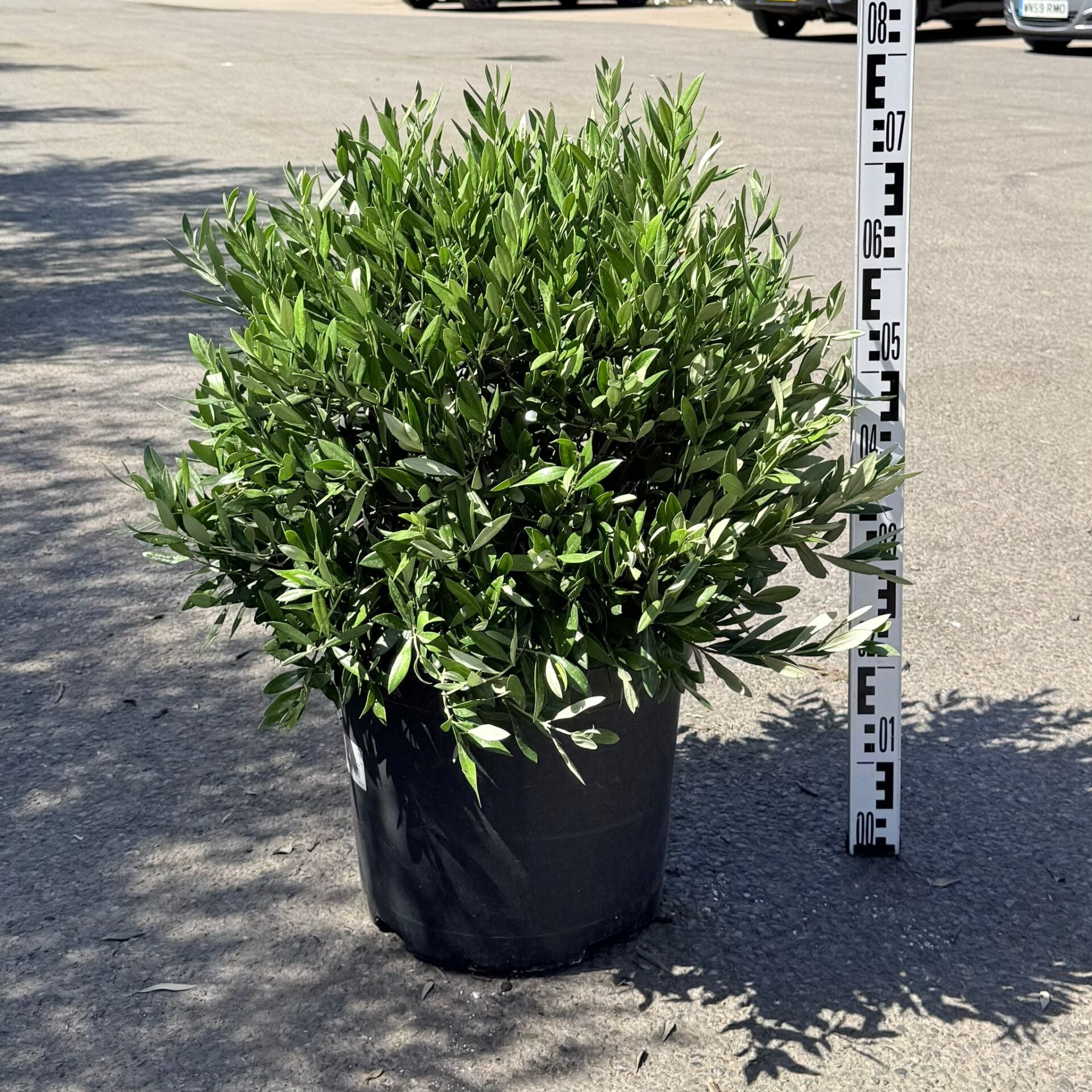 Olea europea - Balls