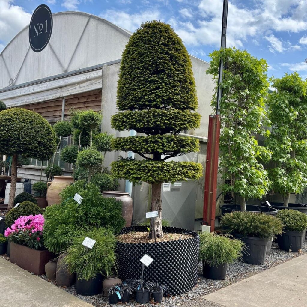 Taxus baccata - Topiary - Image 23