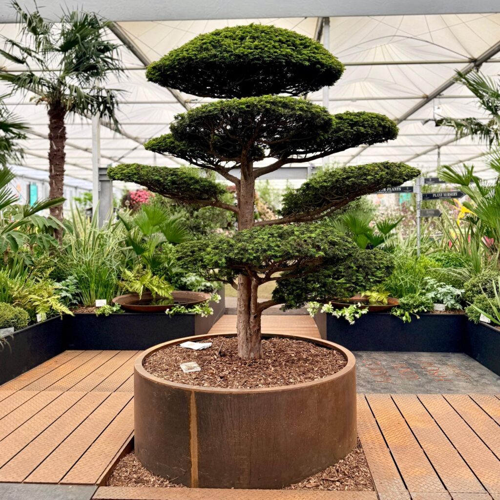 Taxus x media 'Hicksii' - Niwaki