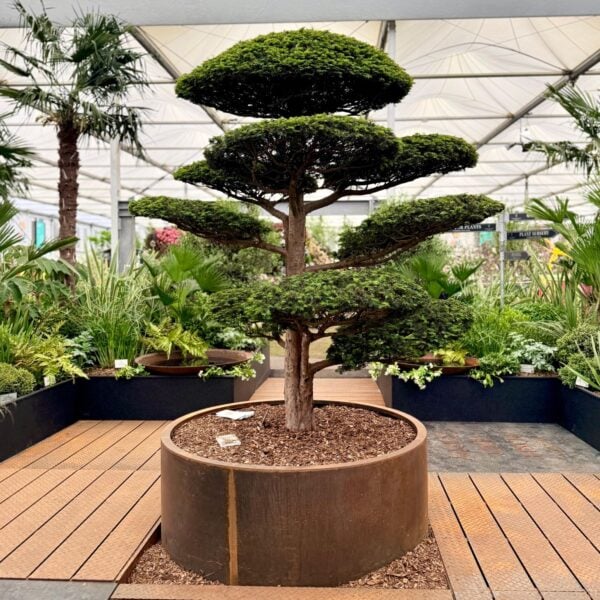 Taxus x media 'Hicksii' - Niwaki (BR1)