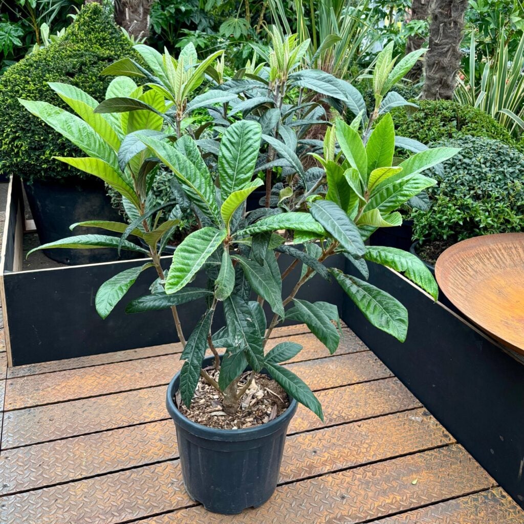 Eriobotrya japonica - Bush