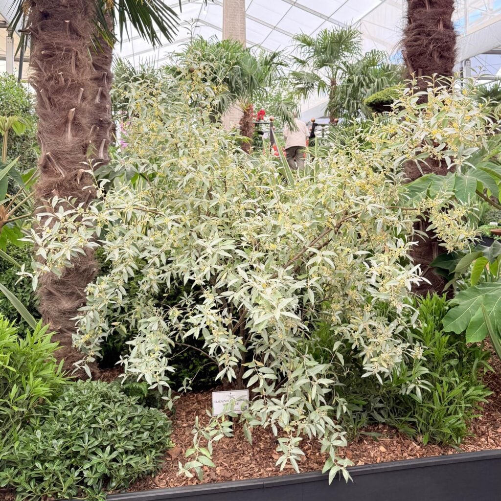 Elaeagnus angustifolia 'Quicksilver'