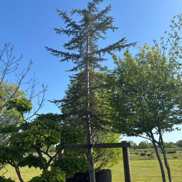 Cedrus libani (HG1)