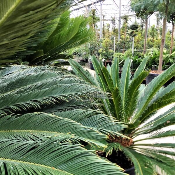 Cycas revoluta (EV1)