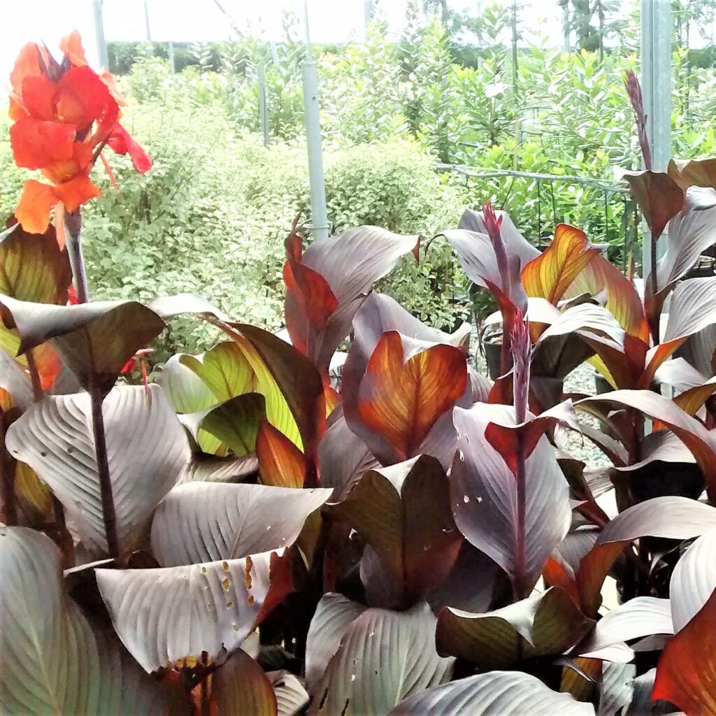 Canna durban - Image 2
