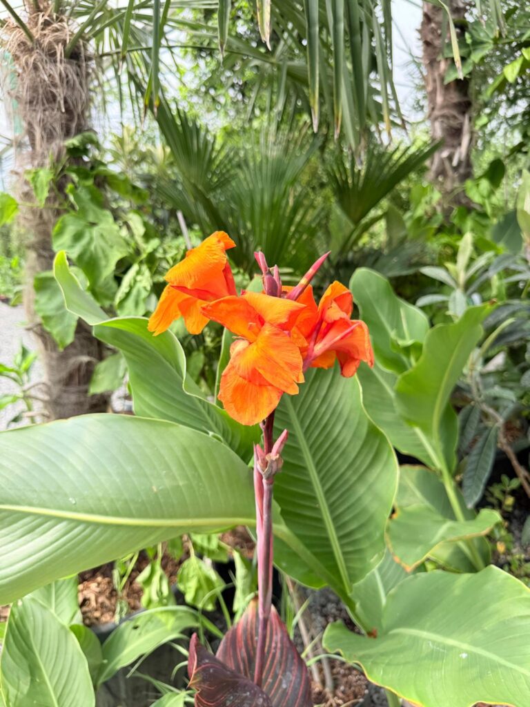 Canna durban - Image 3