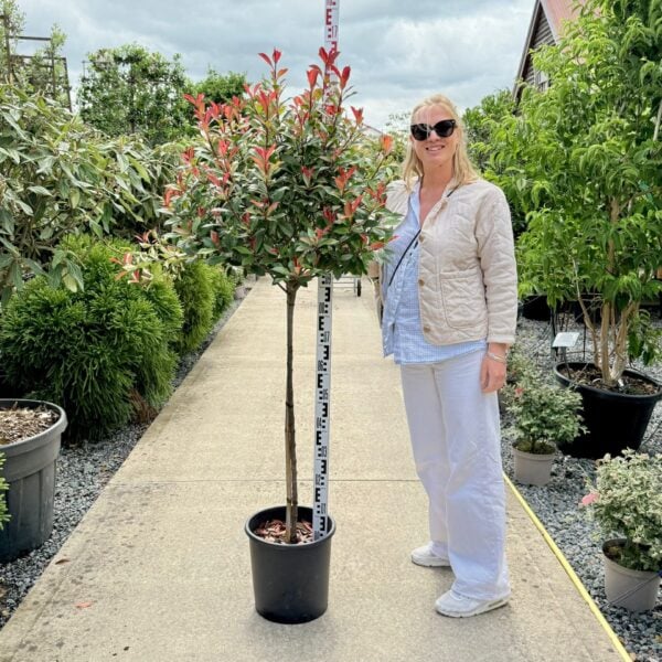 Photinia x fraseri 'Carre Rouge' - Standards (V1)