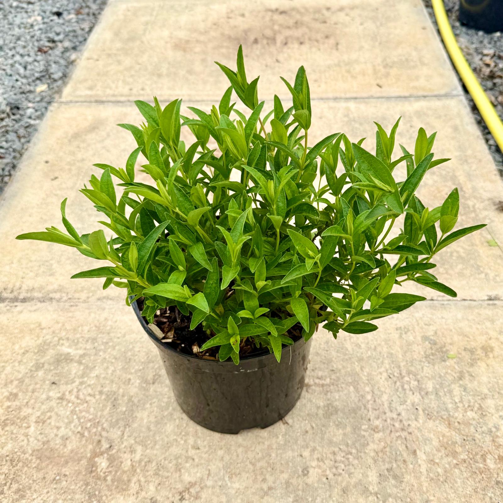 Cistus x lusitanicus 'Decumbens'. - Image 3