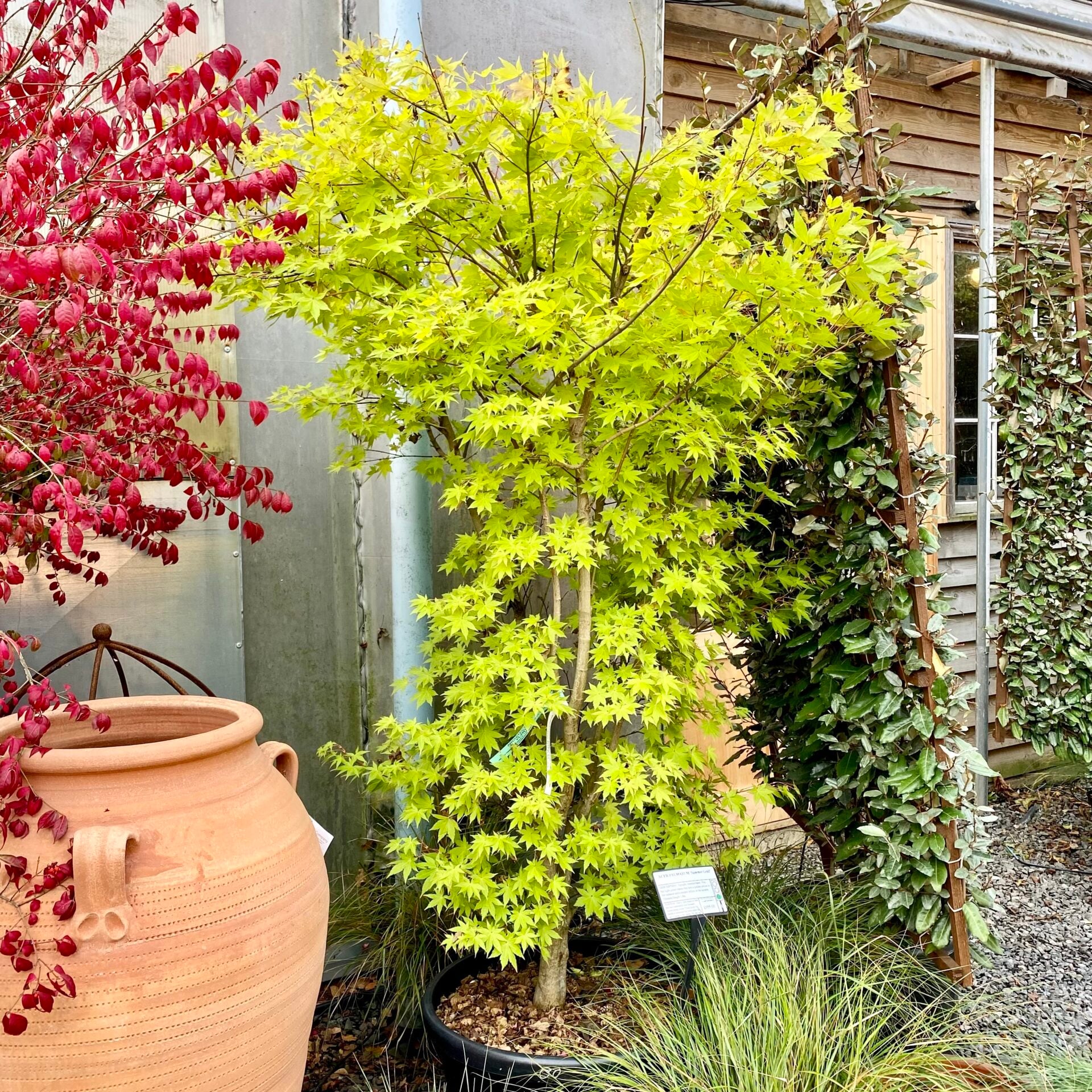 Acer palmatum 'Summer Gold' - Image 5
