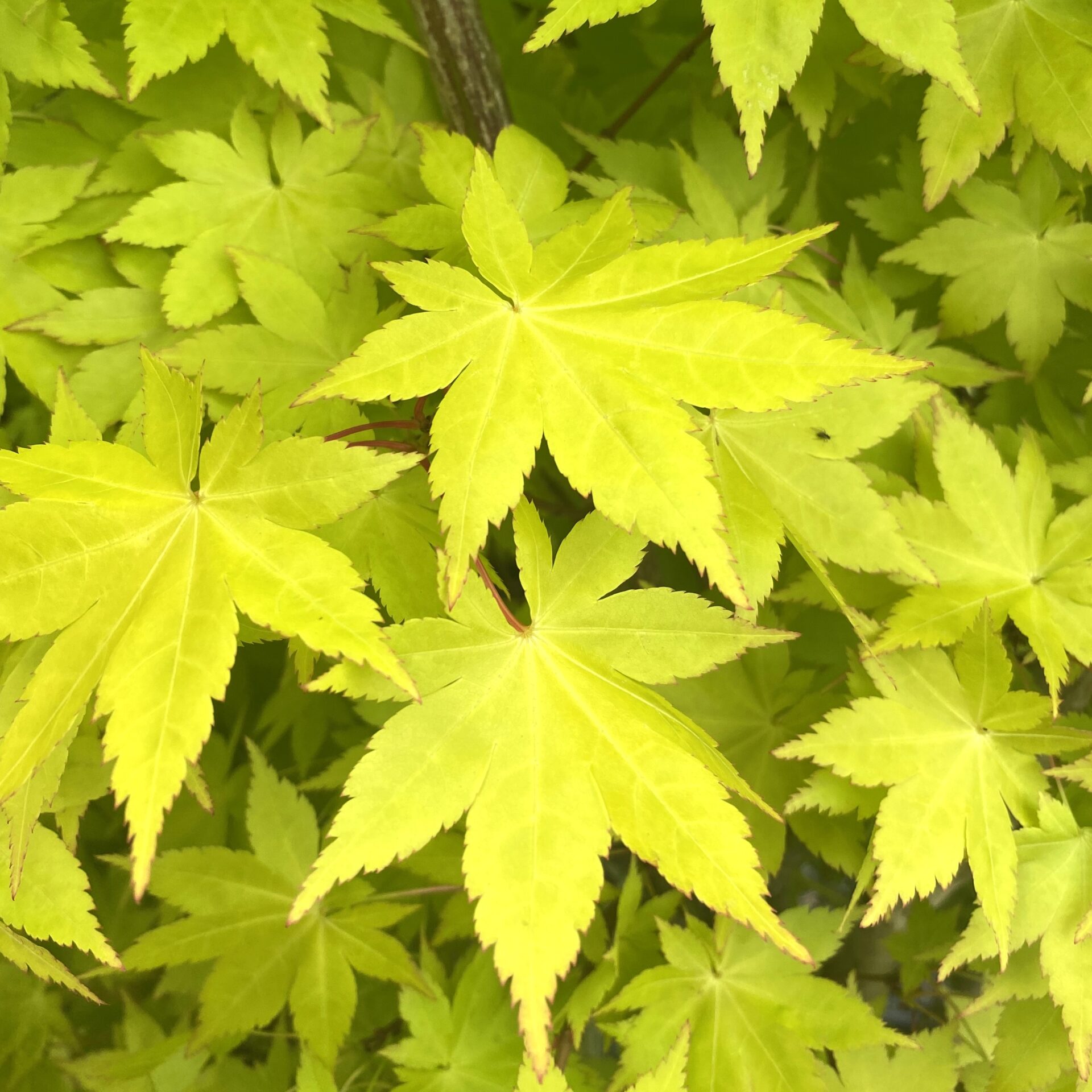 Acer palmatum 'Summer Gold' - Image 2