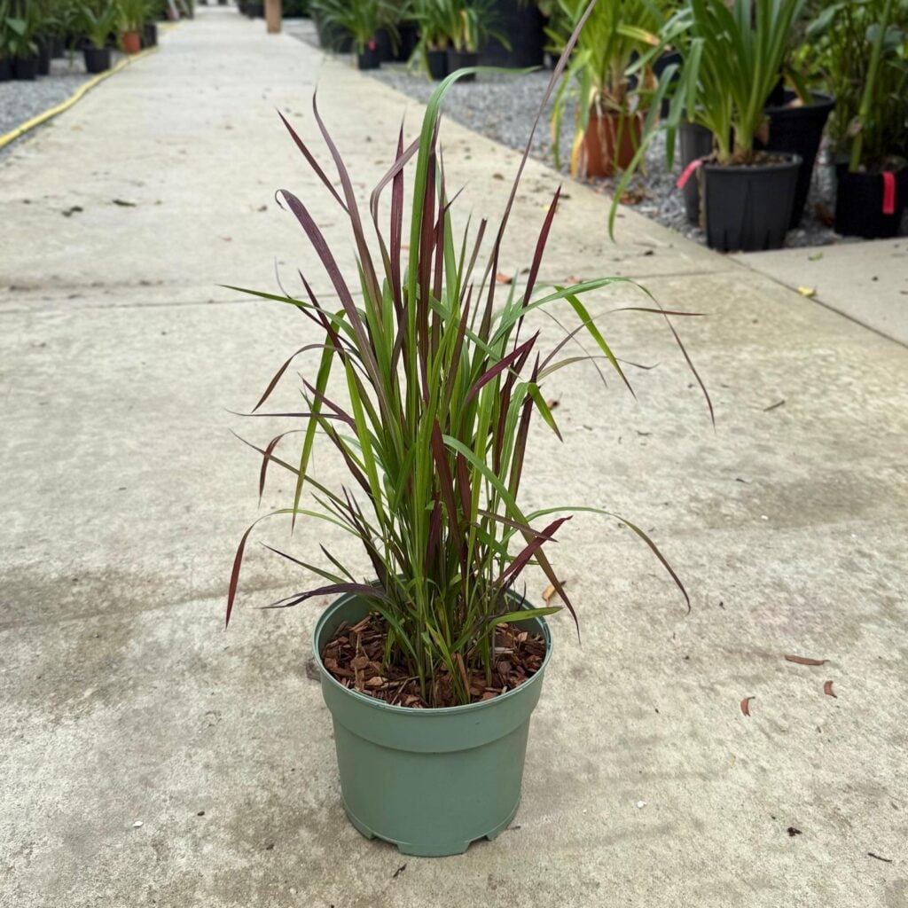 Imperata cylindrica 'Red Baron' - Image 3