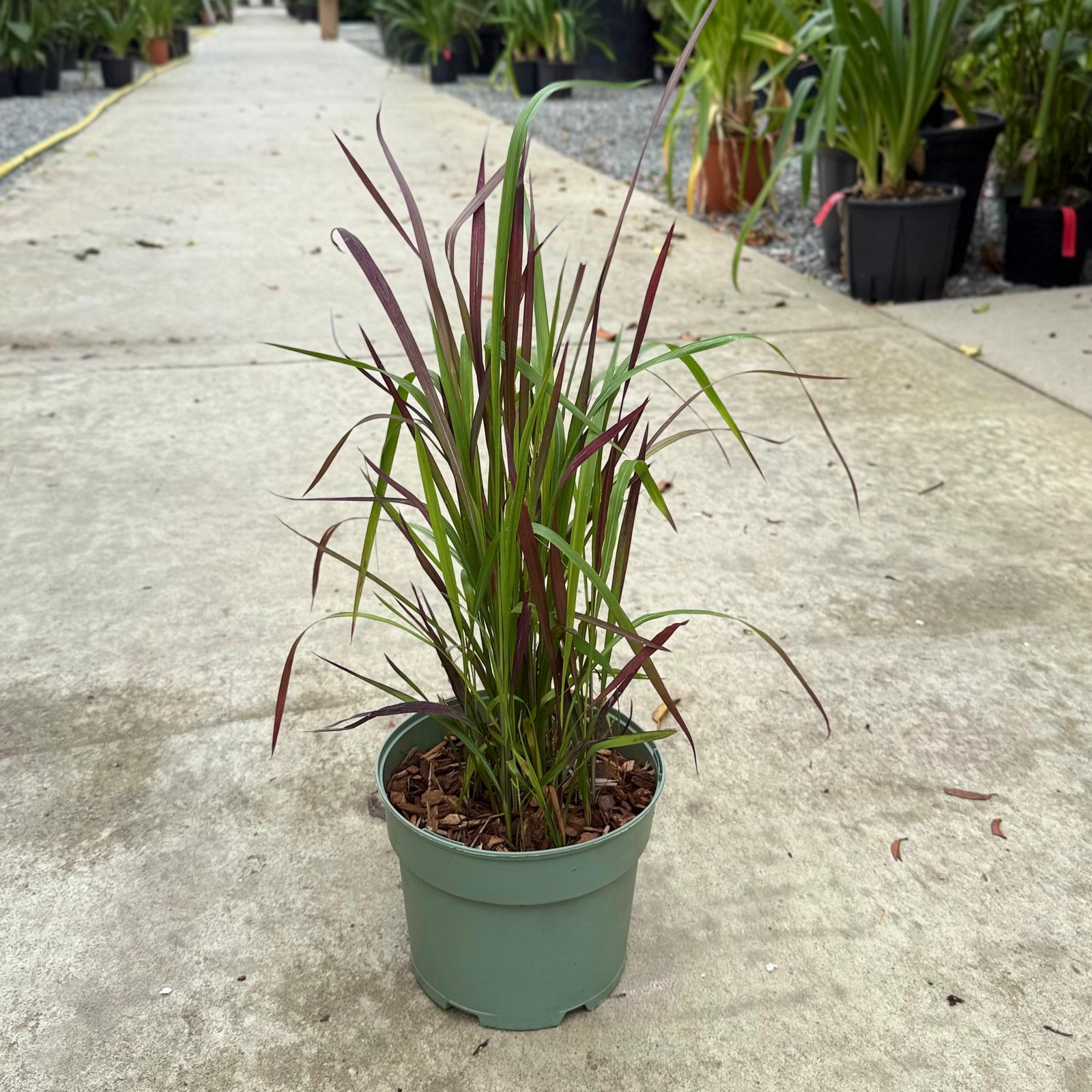 Imperata cylindrica 'Red Baron' - Image 3