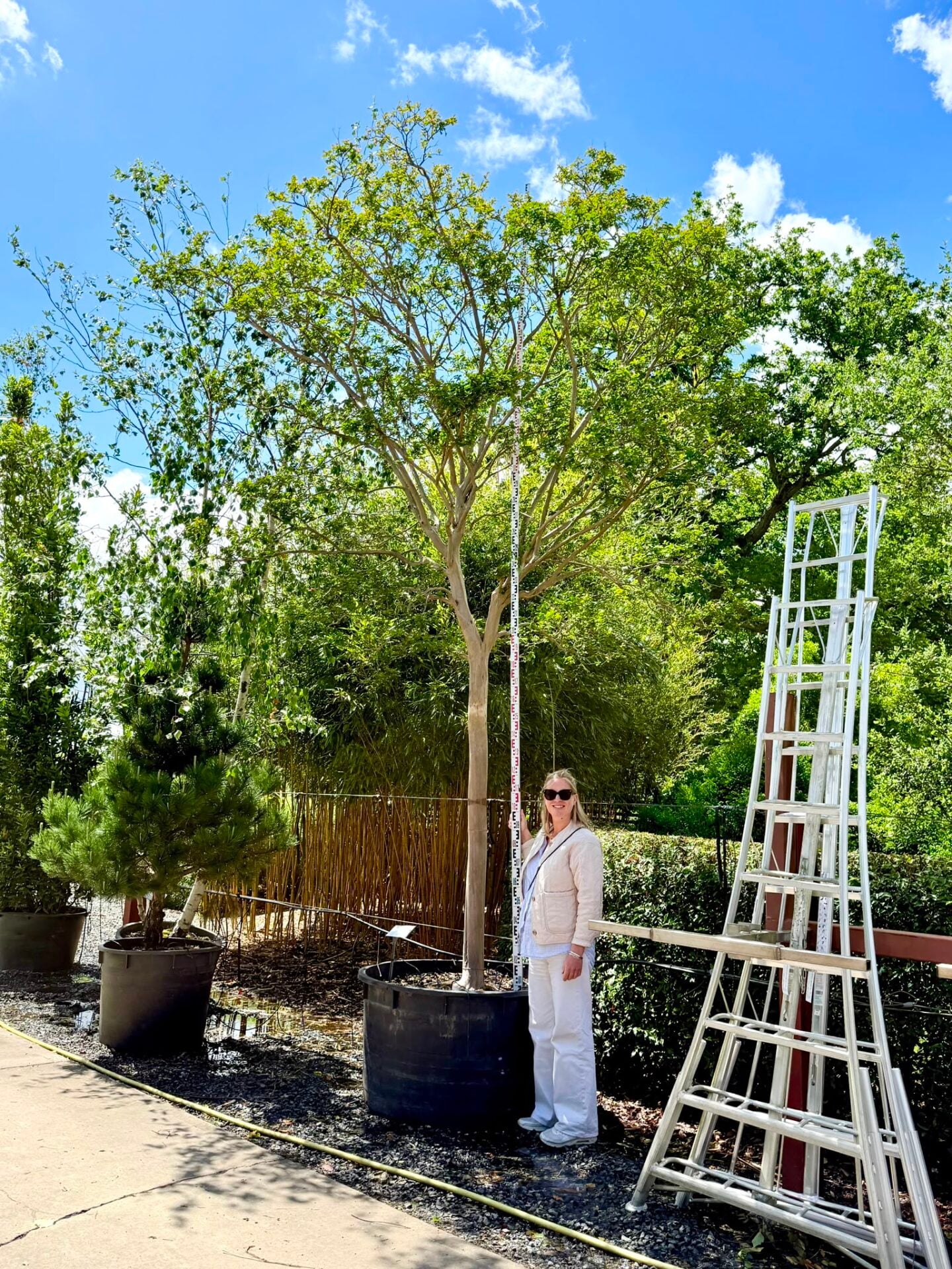 Lagerstroemia indica - Standards - Image 4