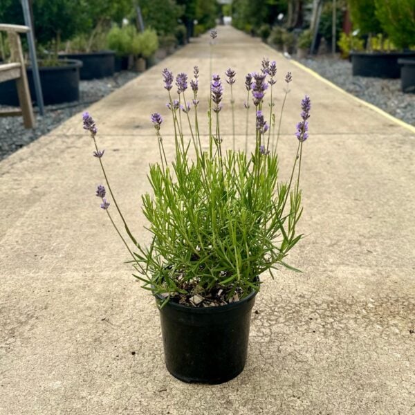 Lavandula angustifolia 'Hidcote'
