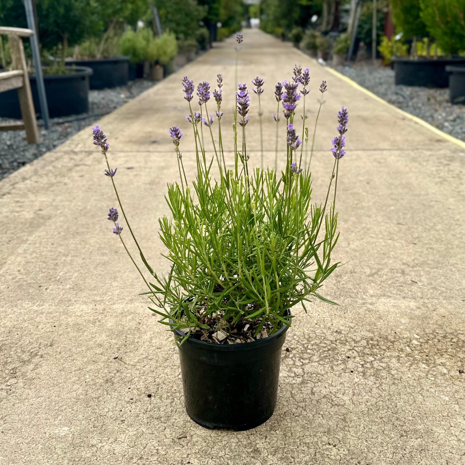 Lavandula angustifolia 'Hidcote'