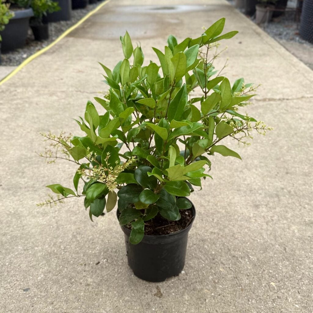 Ligustrum japonicum 'Texanum' - Bush