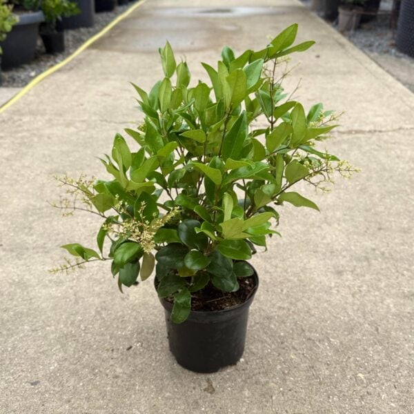 Ligustrum japonicum 'Texanum' - Bush (V1)
