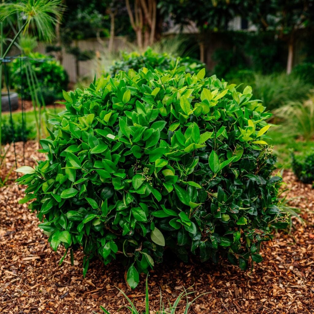 Ligustrum japonicum 'Texanum' - Balls