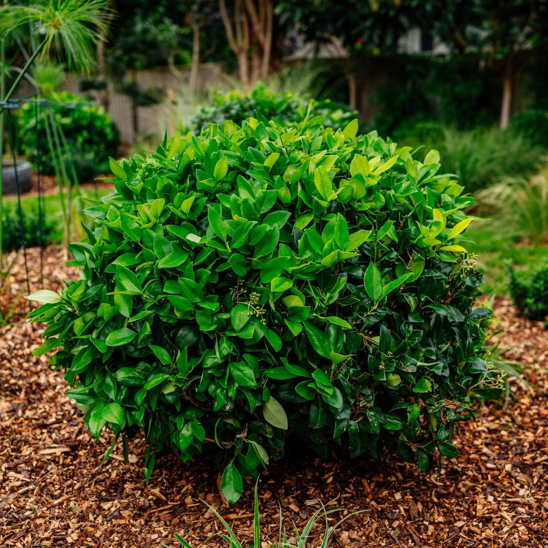 Ligustrum japonicum 'Texanum' - Balls