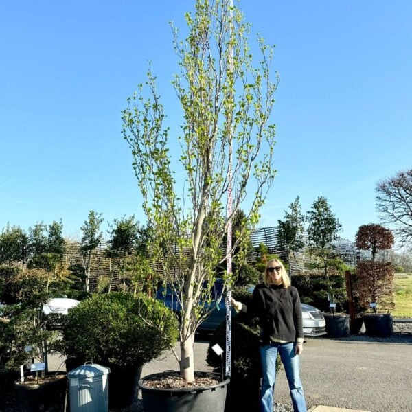 Liriodendron tulipifera 'Fastigiatum' (N1)