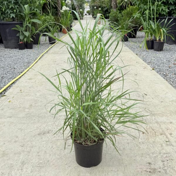 Panicum virgatum (HGUK)