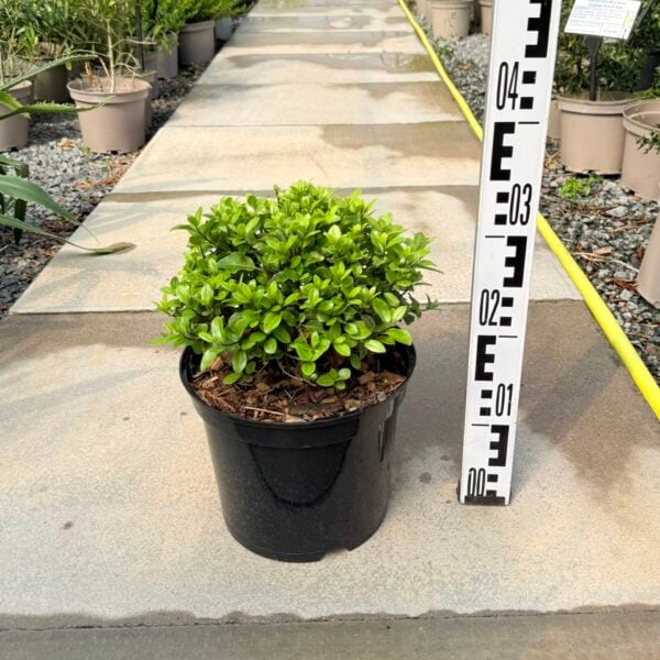 Pittosporum tenuifolium 'Pom Pom' (P1,HGUK)
