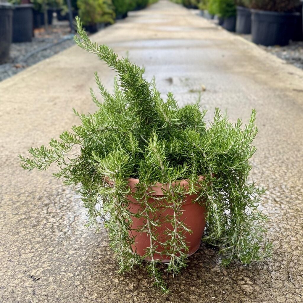 Rosmarinus officinalis 'Prostratus'