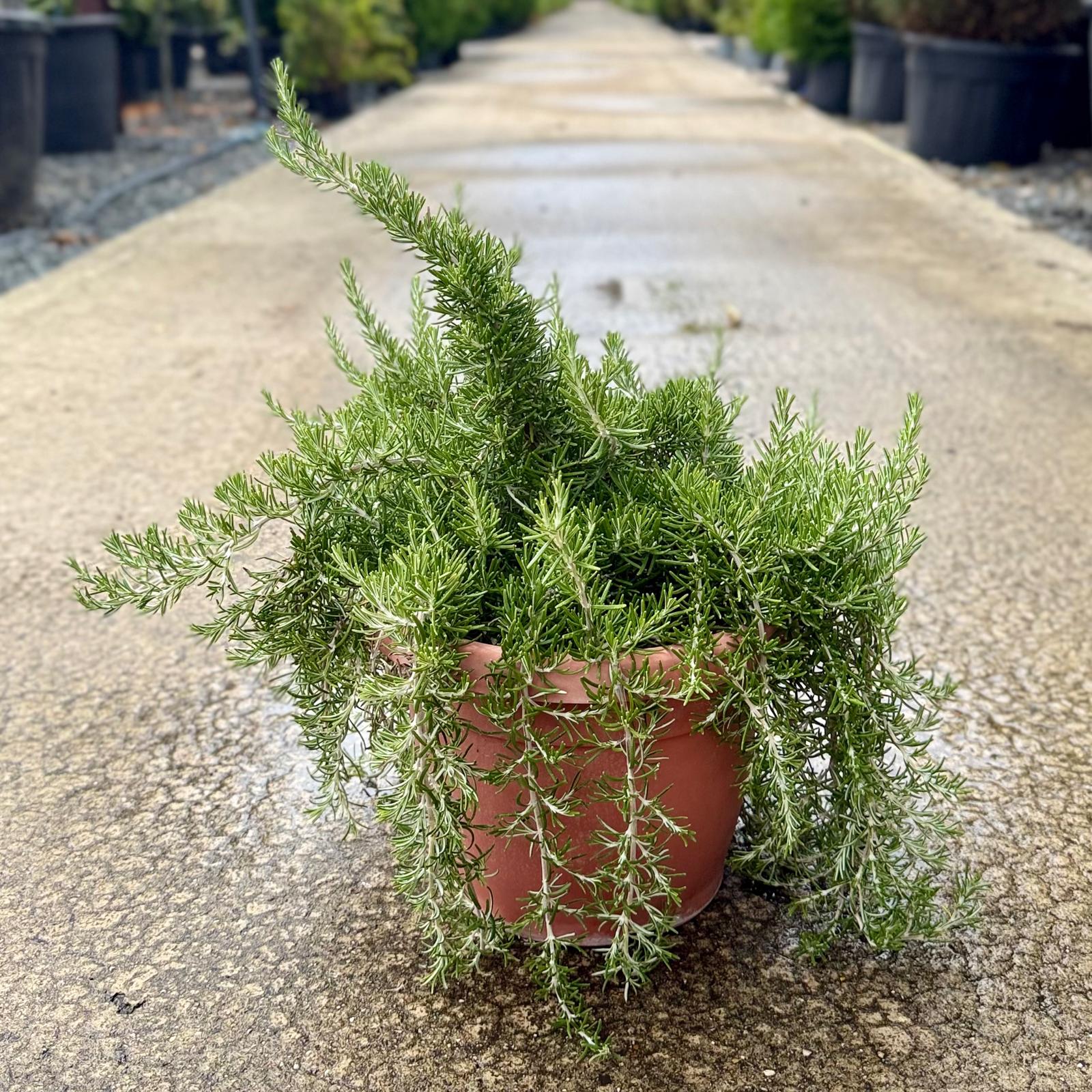 Rosmarinus officinalis 'Prostratus'