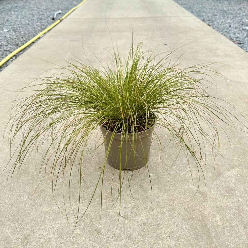 Stipa lessingiana - Image 2