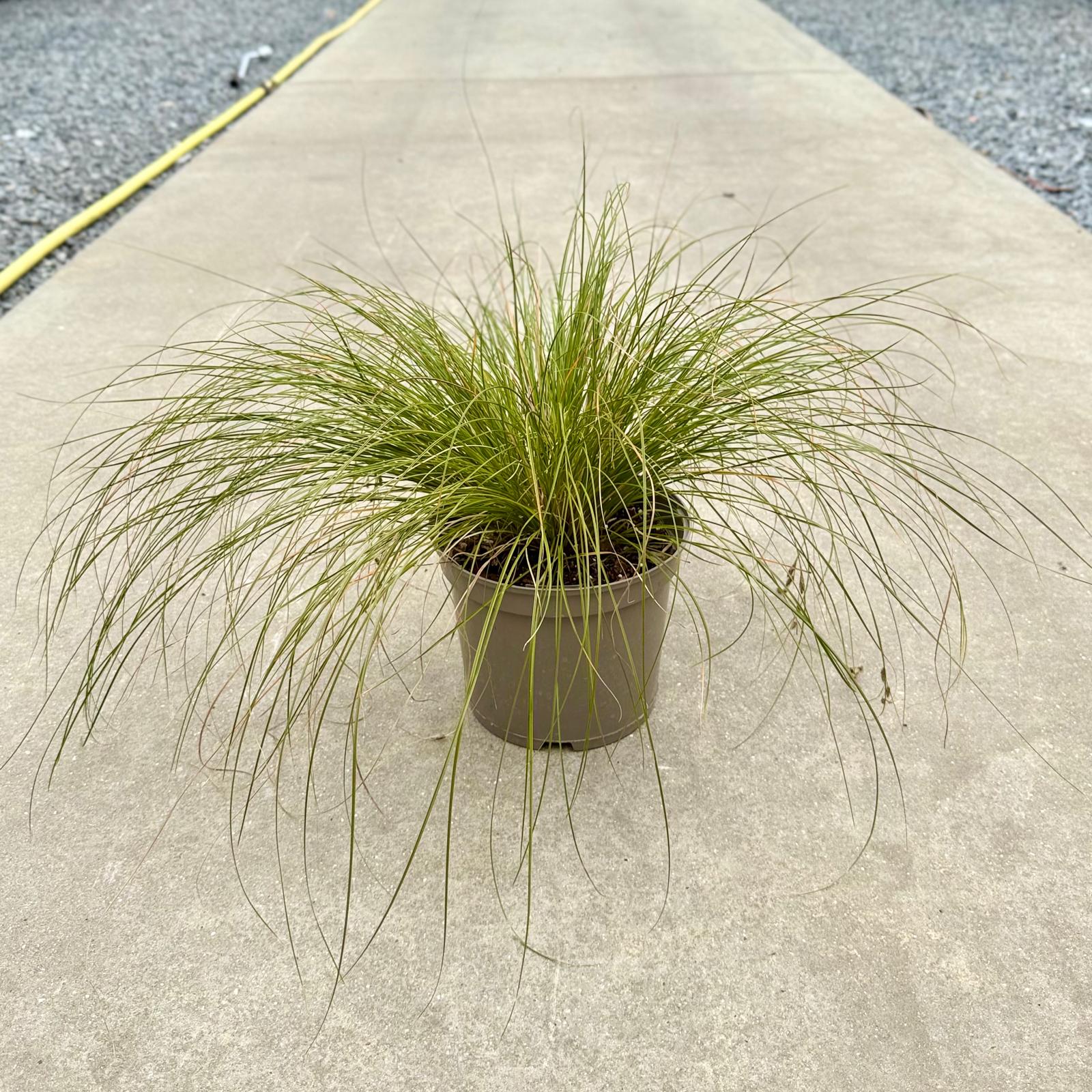 Stipa lessingiana - Image 2