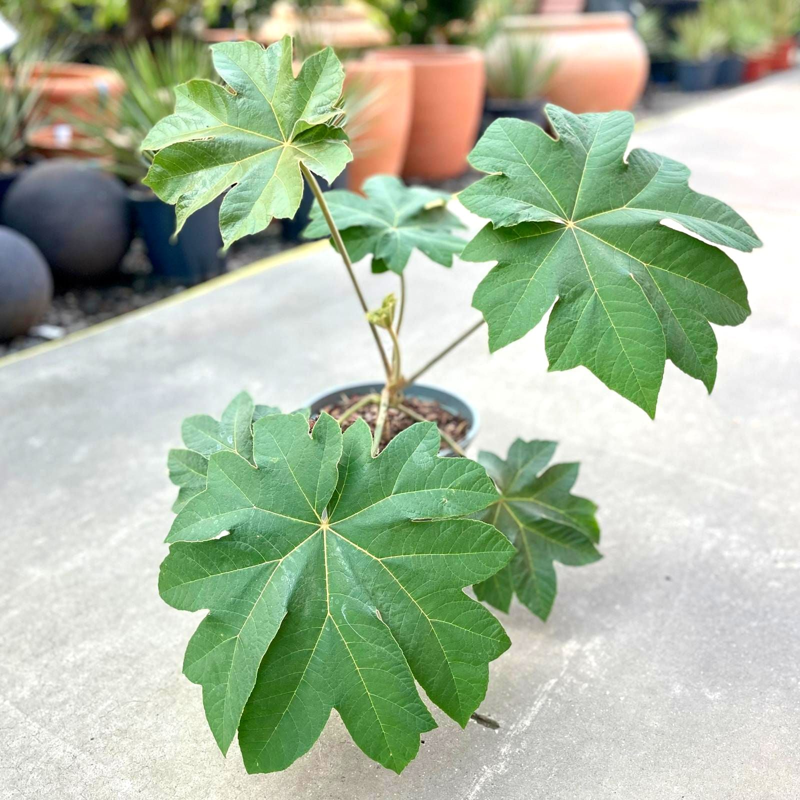 Tetrapanax papyrifera 'Rex'