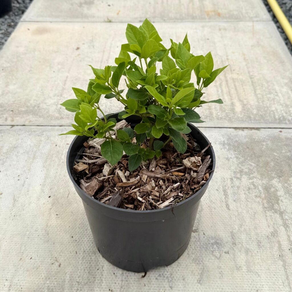 Viburnum tinus - Bush - Image 3